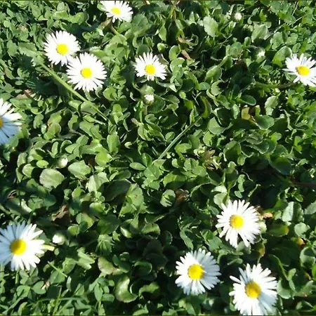 Bellis *