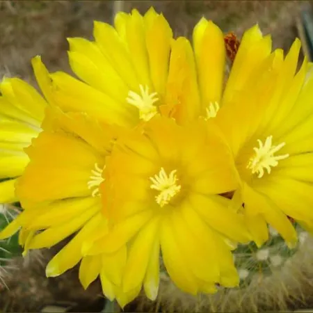 Bellis Velika
