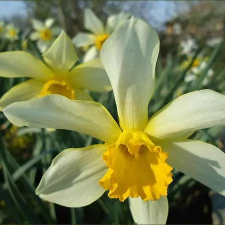 Bellis Velika