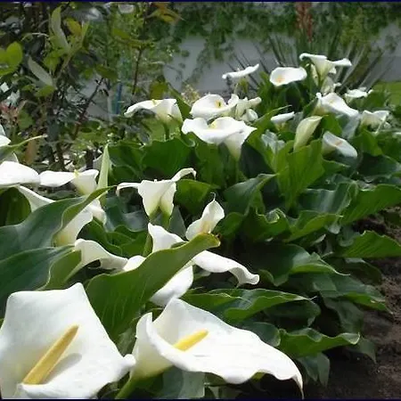 Bellis فيلة *